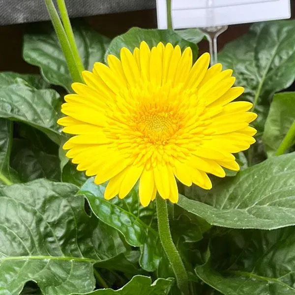 Sunny_Yellow_Gerbera_Plant_Cheerful_Blooming_Beauty