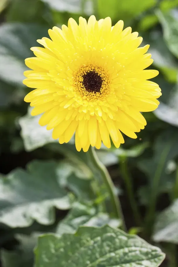 Sunny_Yellow_Gerbera_Plant_Cheerful_Blooming_Beauty