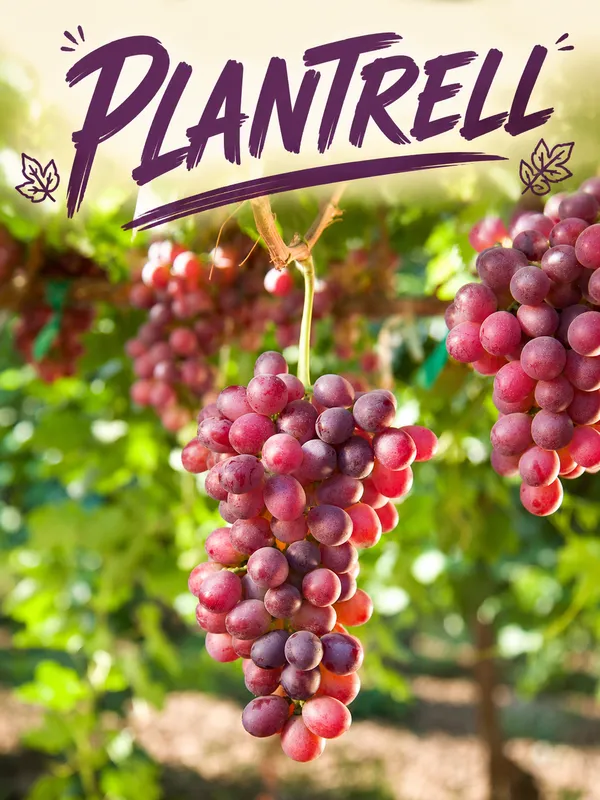 Grape_Vine_Plant_Exotic_1_Live_Fruit_Plant_Crimson