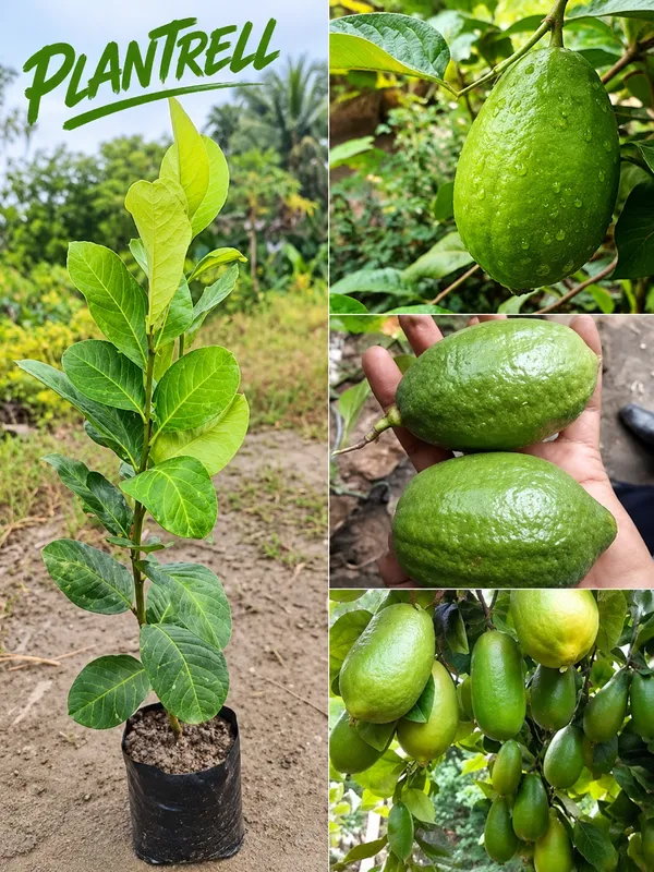 Thai_All_Time_Lemon_Seedless_Lemon_Plant_Nimbu_Plant_.