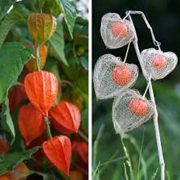 Chinese_Lantern_Plant_Abutilon_Megapotamicum