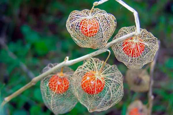 Chinese_Lantern_Plant_Abutilon_Megapotamicum