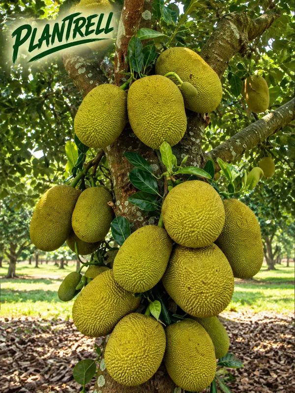 All_Time_Jack_fruit_Plant_Grafted