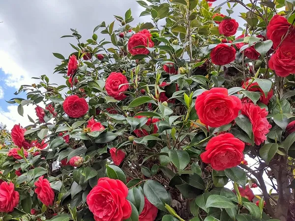 Red_Camellia_Flower_Plant