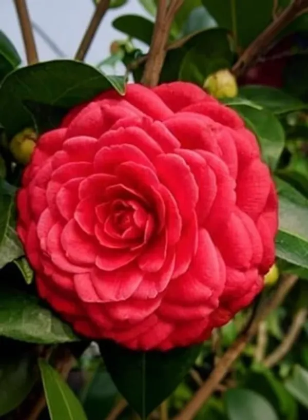 Red_Camellia_Flower_Plant