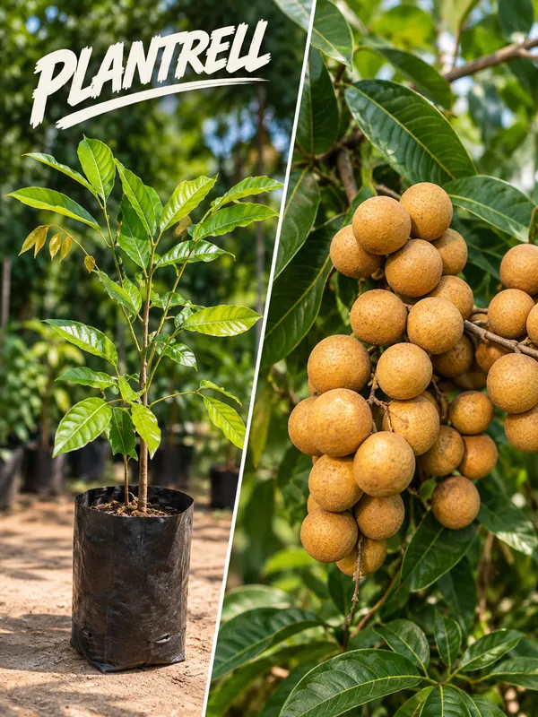 Longan_Grafted_Fruit_Plant_Dragon_Eye_Fruit_Plant_Ashfal__Plant