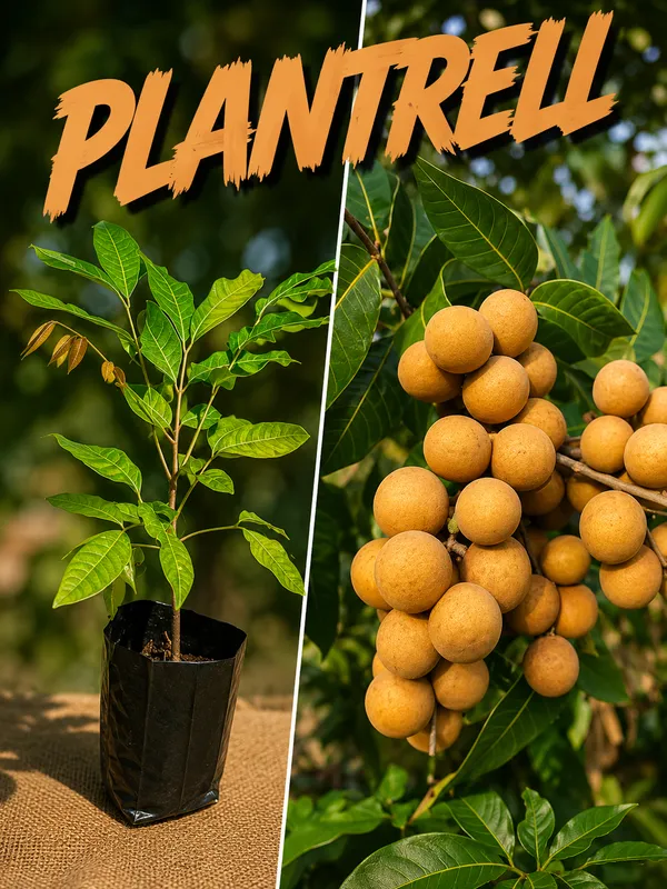 Longan_Grafted_Fruit_Plant_Dragon_Eye_Fruit_Plant_Ashfal__Plant