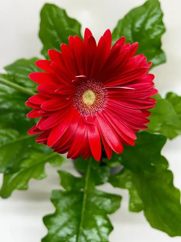 Premium_Red_Gerbera_Plant_Exotic_Flowering_Plant