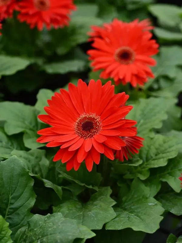 Premium_Red_Gerbera_Plant_Exotic_Flowering_Plant
