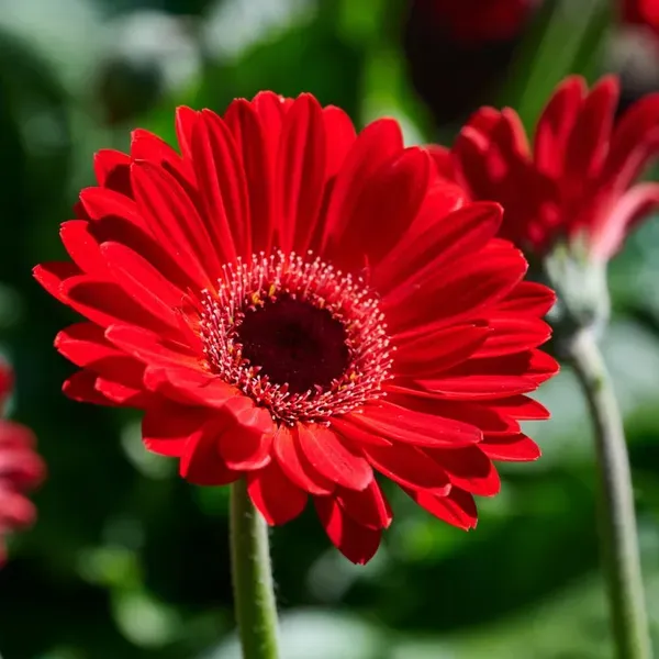 Premium_Red_Gerbera_Plant_Exotic_Flowering_Plant
