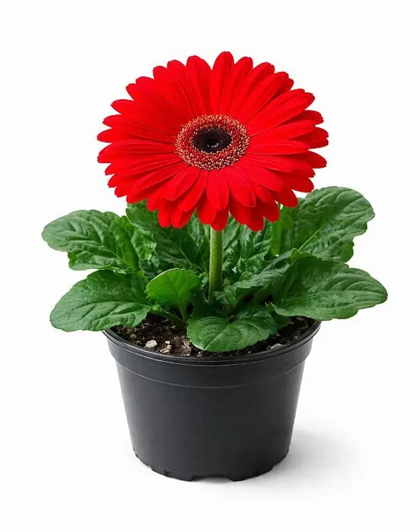Premium_Red_Gerbera_Plant_Exotic_Flowering_Plant