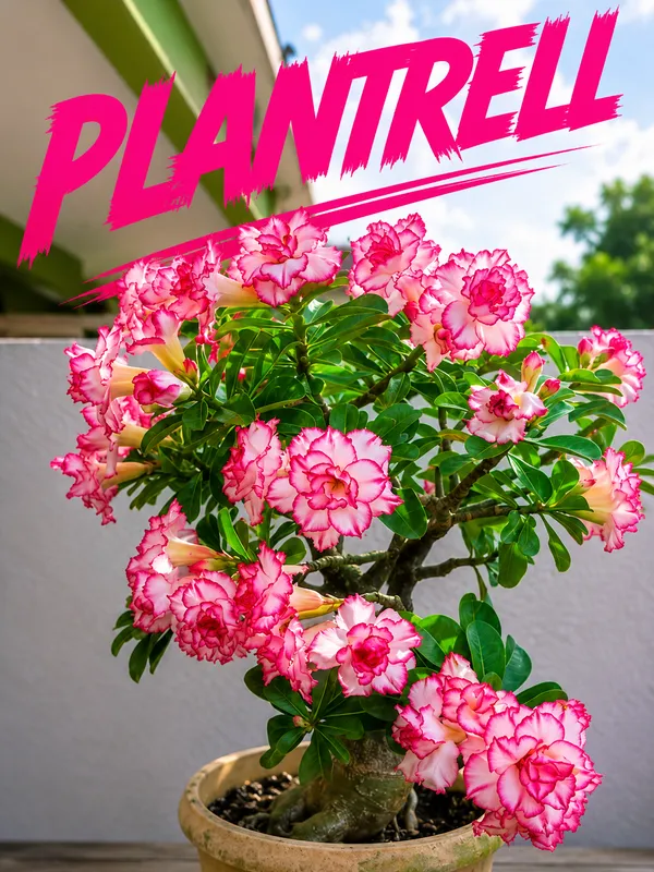 Hybrid_white-Pink_Adenium_Grafted_Desert_Rose_Double_Flower_Plant