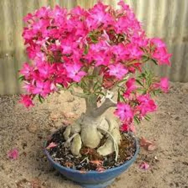 Hybrid_white-Pink_Adenium_Grafted_Desert_Rose_Double_Flower_Plant