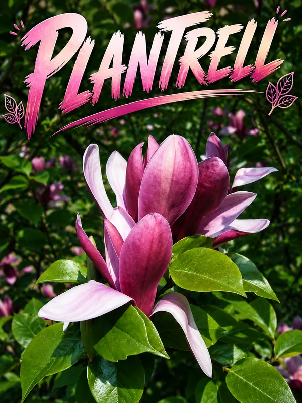Gardenia_Sottopensili_Purple_Swarna_Chapa_Flower_Purple_Son_Chapa_Michelia_Champaca_Magnilia_Champaca_Plant_Original_Variety_Outdoors_Flower_Plant