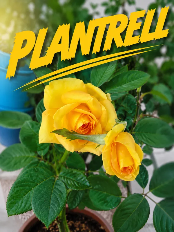 Rose_Plant_Grafted_Home_Gardening_Outdoor_Indoor_Plants_Belle_Epoque_Rose