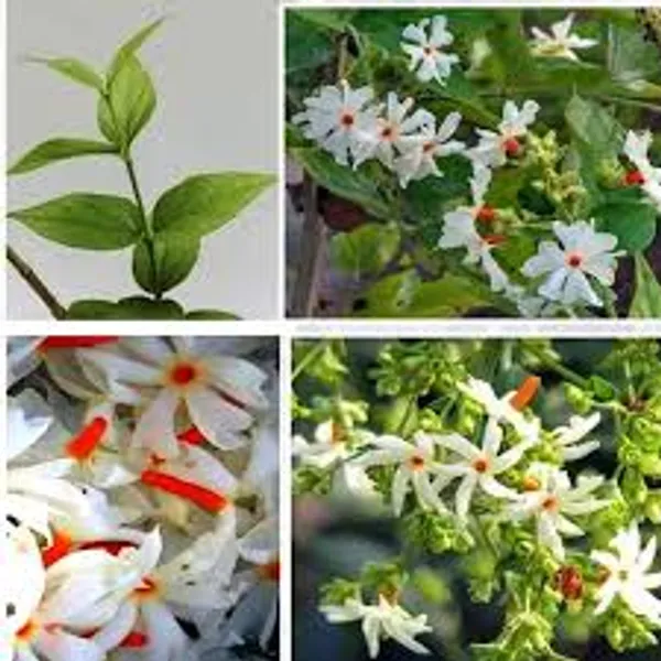 Coral_Jasmine_Flower_Plant_For_Home_Gardening_Plants_Indoor_Outdoor_Plants
