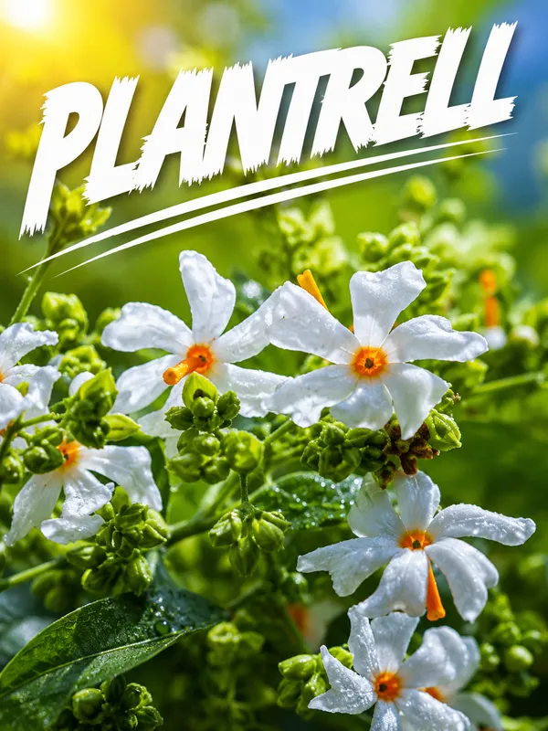 Coral_Jasmine_Flower_Plant_For_Home_Gardening_Plants_Indoor_Outdoor_Plants