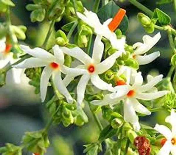 Coral_Jasmine_Flower_Plant_For_Home_Gardening_Plants_Indoor_Outdoor_Plants