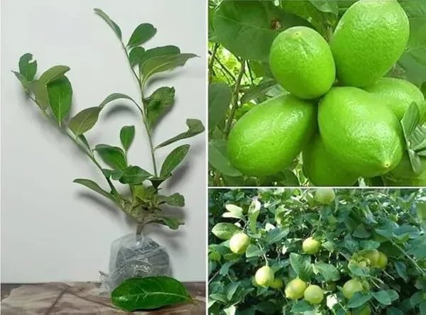 All_Time_Big_Size_Gandharaj_Lemon_Nimboo_Grafted_Guti_Kolom_Plant