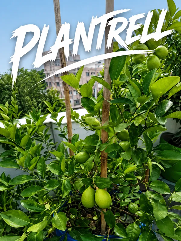 All_Time_Big_Size_Gandharaj_Lemon_Nimboo_Grafted_Guti_Kolom_Plant