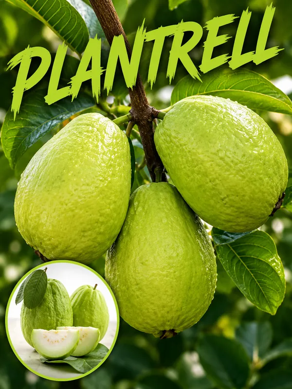 Golden_8_Guava_Plant_Thai_Variety_Grafted_Fruit_Plant_Sweet_Yellow_Amrood_Tree_Fast_Growing_Home_Garden_Plant