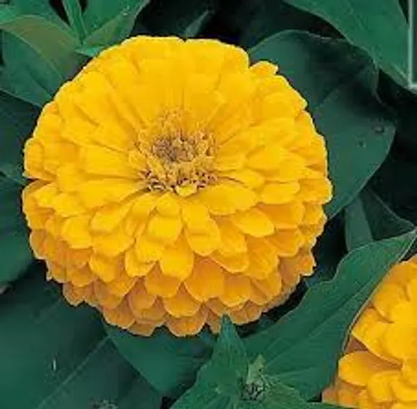 Yellow_Jiniya_Zinnia_Plant