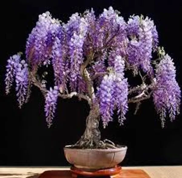Chinese_Wisteria_Bonsai_Tree_Live_Wisteria_Sinensis_Bonsai_Purple_Flowering_Ornamental_Plant