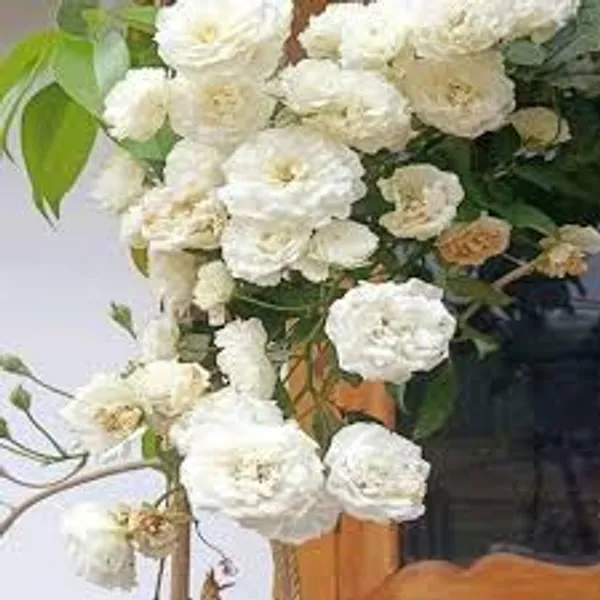 White_Climbing_Rose_Plant