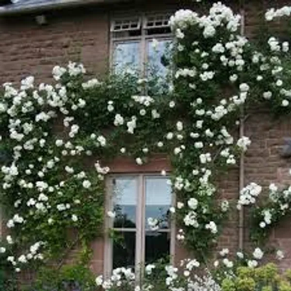White_Climbing_Rose_Plant