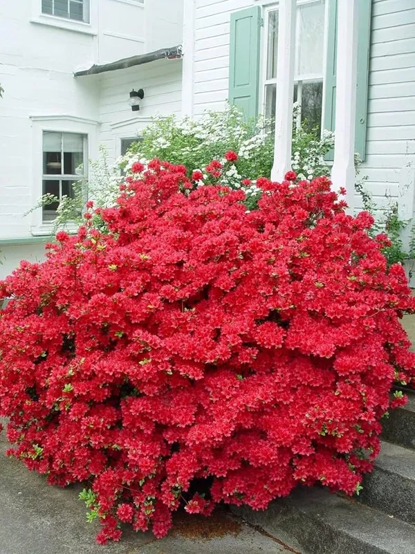 Azalea_Healthy_Flower_Plant_For_Home_Gardening_Plant_Red