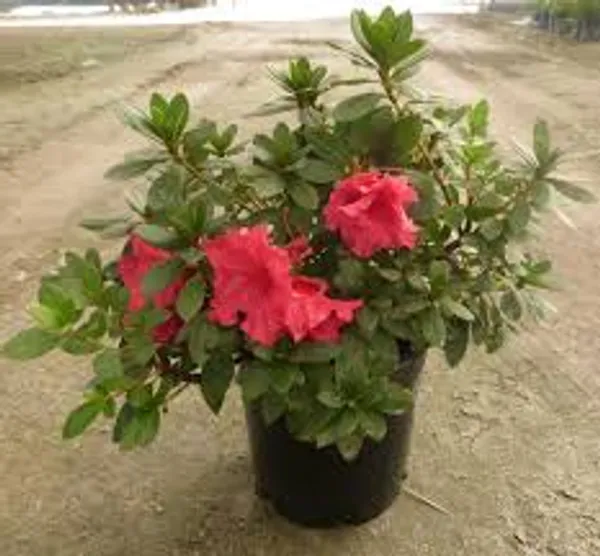 Azalea_Healthy_Flower_Plant_For_Home_Gardening_Plant_Red