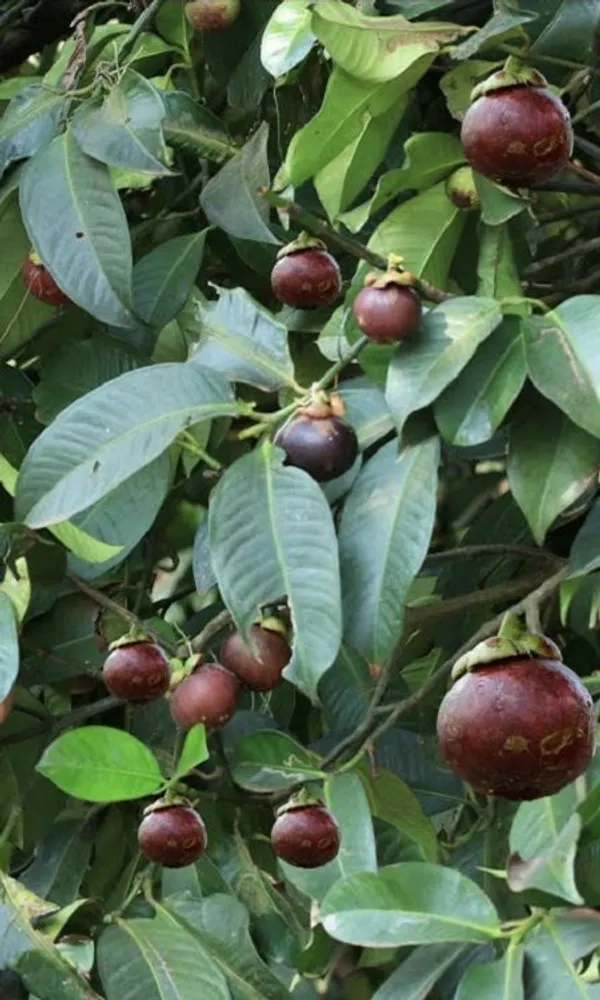 Milk_Fruit_Plant_Live_Star_Apple_Caimito_Fruit_Tree