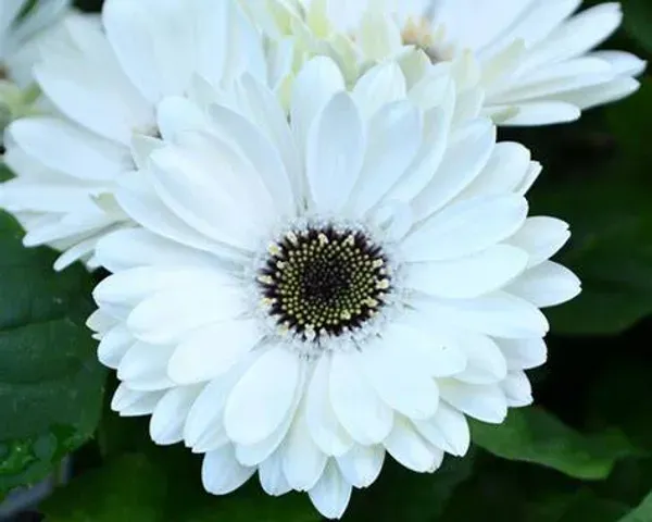 Aesthetic_Pure_White_Gerbera_Plant_|_Elegant_Blooming_Beauty
