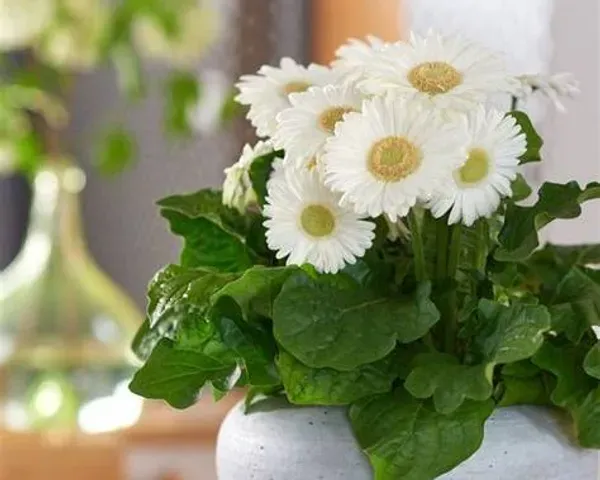 Aesthetic_Pure_White_Gerbera_Plant_|_Elegant_Blooming_Beauty