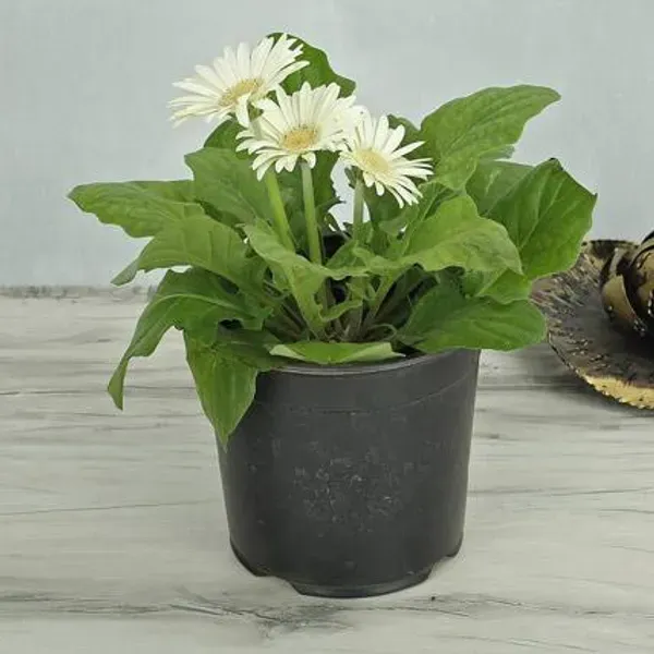 Aesthetic_Pure_White_Gerbera_Plant_|_Elegant_Blooming_Beauty