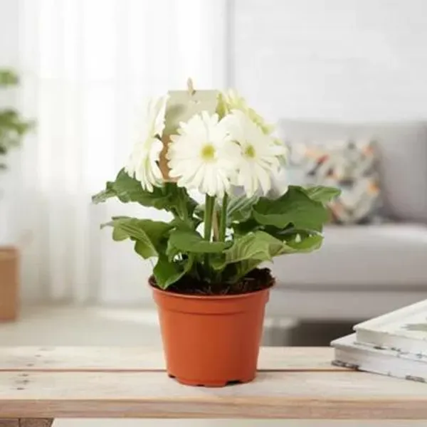 Aesthetic_Pure_White_Gerbera_Plant_|_Elegant_Blooming_Beauty