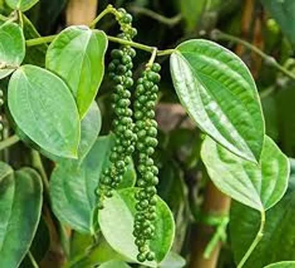 Black_Pepper_Golmorich_Healthy_Plant