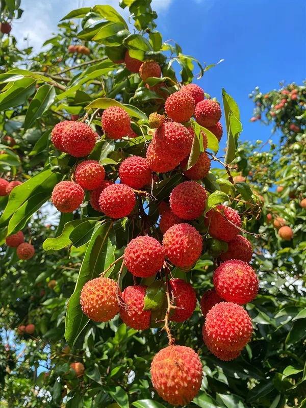 Bombay_Litchi_Plant_Live_Grafted_Bombay_Litchi_Fruit_Plant_Sweet_And_Juicy_Litchi_Variety