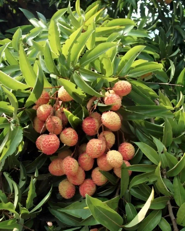 Bombay_Litchi_Plant_Live_Grafted_Bombay_Litchi_Fruit_Plant_Sweet_And_Juicy_Litchi_Variety