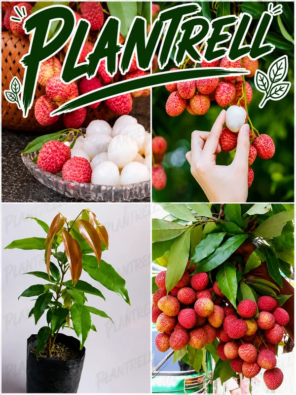 Bombay_Litchi_Plant_Live_Grafted_Bombay_Litchi_Fruit_Plant_Sweet_And_Juicy_Litchi_Variety
