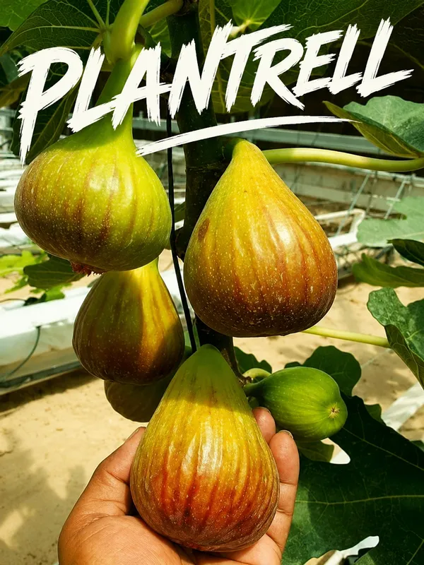 Thai_Five_Finger_Fig_Anjeer_Fruit_Plant