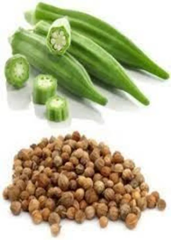 Lady_Finger_Or_Okra_Vegetable_Seeds_Green_Pack_Of_50_G