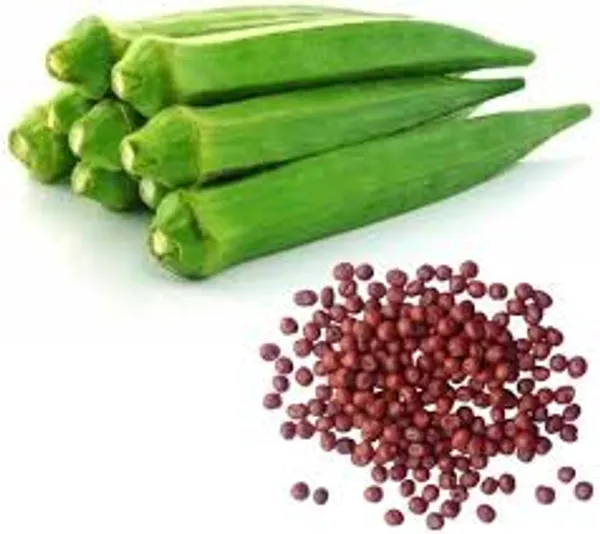 Lady_Finger_Or_Okra_Vegetable_Seeds_Green_Pack_Of_50_G