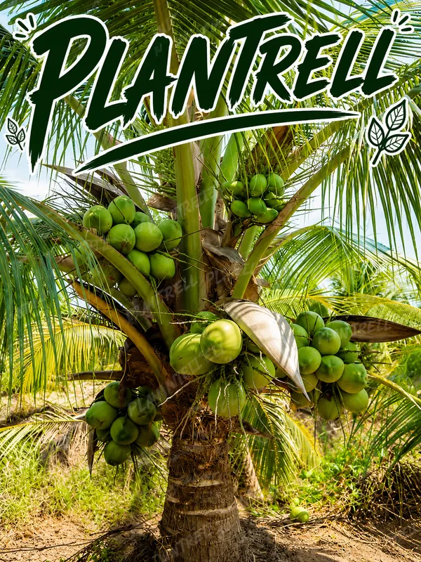 Vietnam_Coconut_Tree_Plant