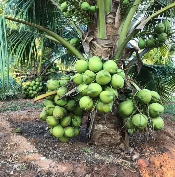 Vietnam_Coconut_Tree_Plant