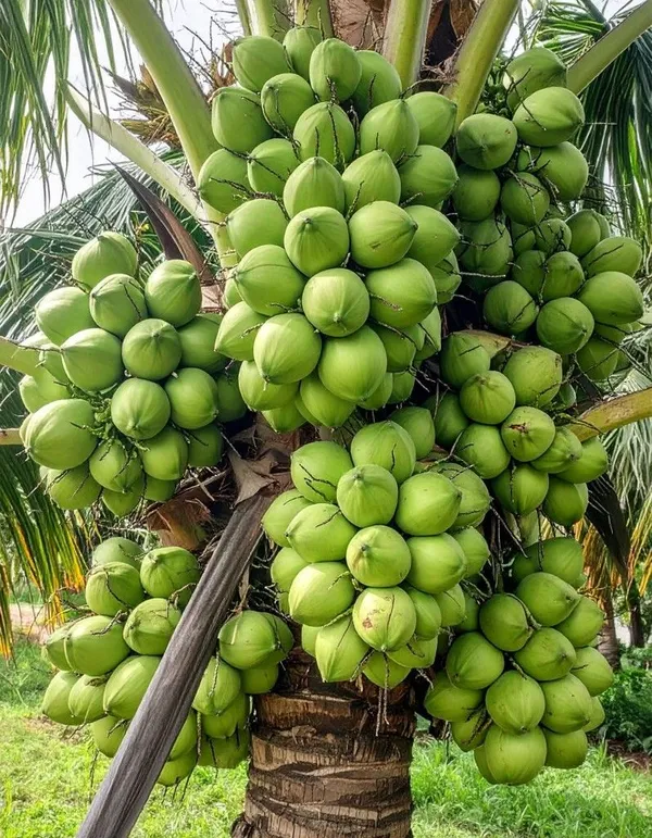 Vietnam_Coconut_Tree_Plant