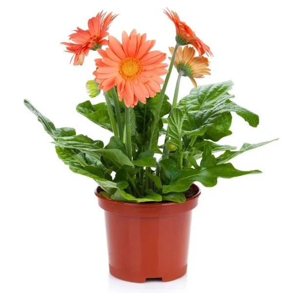 Premium_Peach_Gerbera_Plant_