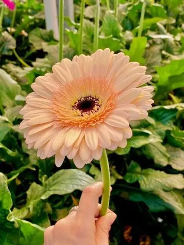 Premium_Peach_Gerbera_Plant_