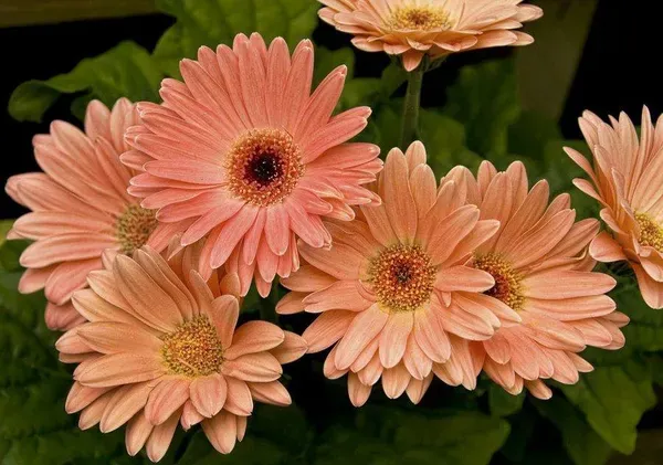 Premium_Peach_Gerbera_Plant_