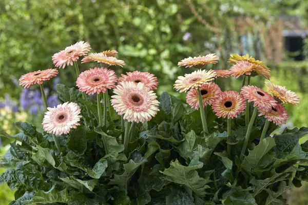 Premium_Peach_Gerbera_Plant_